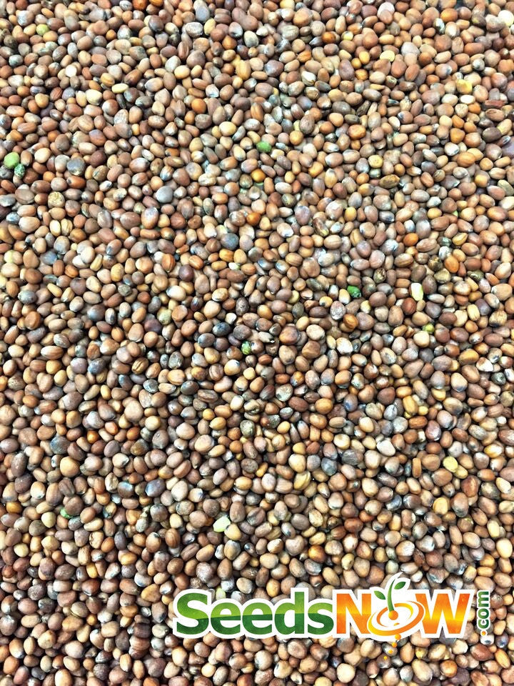 Purple Plum radish seeds by SeedsNow, small purple and white seed packets for growing fresh radishes.
