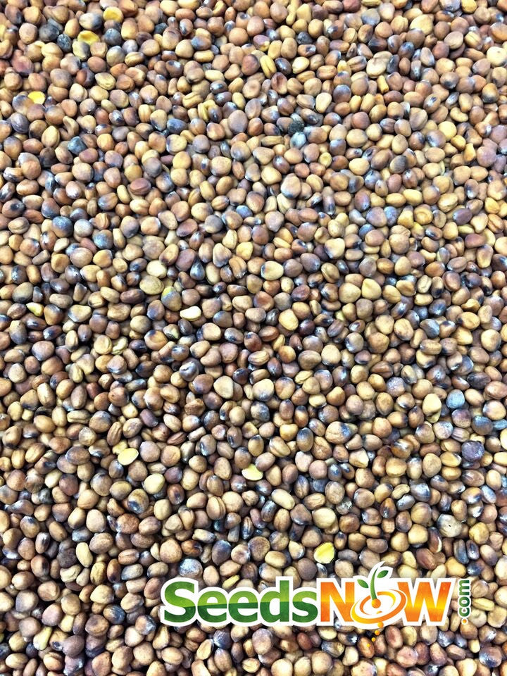 Fresh radish seeds from SeedsNow, watermelon variety, shown in a clear container with green leaves in the background.
