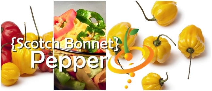 Pepper (Hot) - Scotch Bonnet, Yellow π₯π₯π₯ - SeedsNow.com