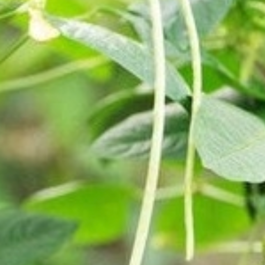 Buy Prizewinner Runner bean seeds online in the USA! Foot-long pods!