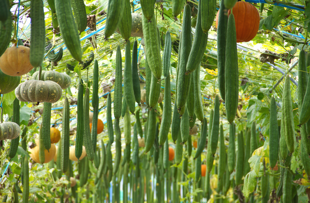 Long snake gourd seeds from SeedsNow, showing vibrant seed packets with long, slender gourd illustrations.