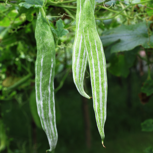 Long Snake gourd seeds from SeedsNow, featuring long, slender gourd seeds with vibrant green coloration.