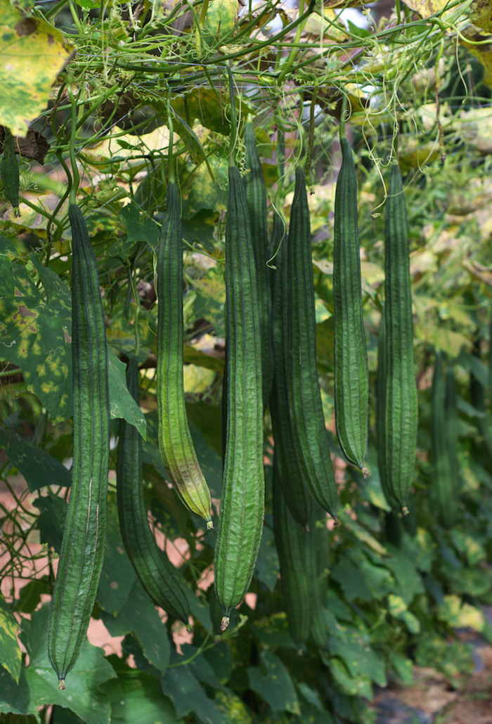 Long Snake gourd seeds from SeedsNow, close-up of seed packet showing vibrant illustration and seed details.
