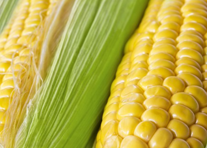 Corn - Golden Bantam, Sweet (Organic) - SeedsNow.com