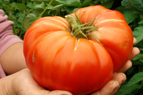Image of SeedsNow indeterminate tomato seeds labeled "Delicious" for growing healthy, flavorful tomato plants.