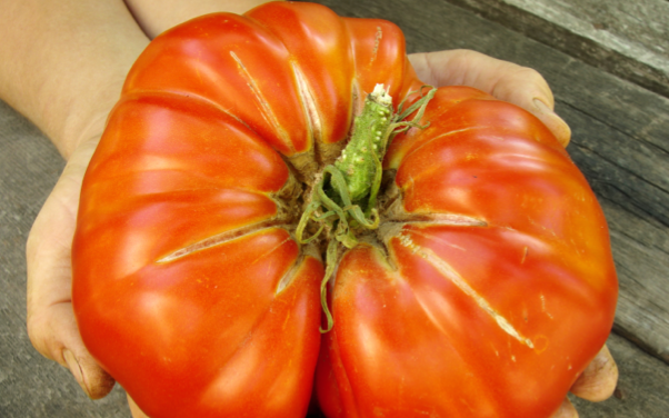 Close-up of SeedsNow indeterminate tomato seeds packet with colorful label and detailed product information.