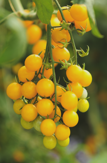 Indeterminate tomato seeds from SeedsNow, showing healthy tomato plant seedlings with green foliage and developing fruits.