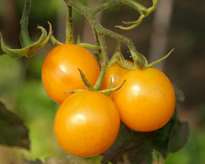 Image of SeedsNow indeterminate tomato egg seeds, showing vibrant tomato plants with green foliage and developing fruit.