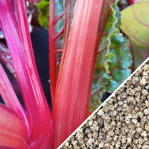 Bright pink Swiss chard seeds from SeedsNow in a small pile, ready for planting in a home garden.