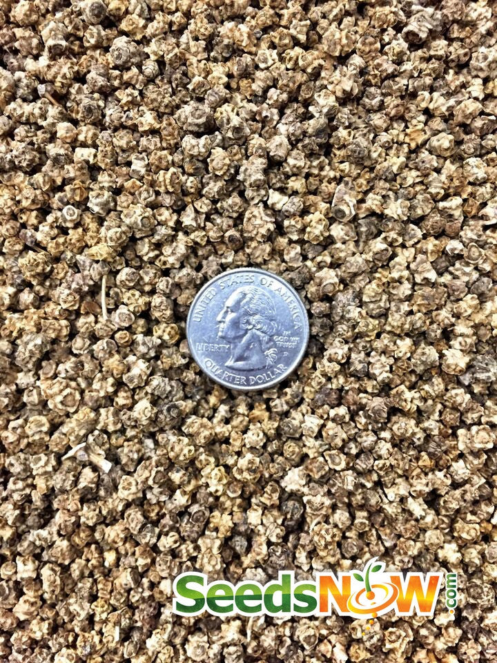 Hot pink Swiss chard seeds from SeedsNow, showing vibrant seed packets for growing colorful leafy greens.