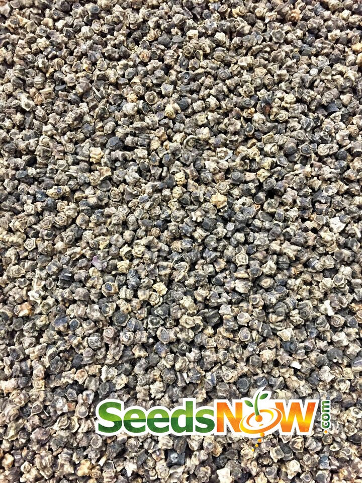 Swiss Chard Magenta Sunset seeds from SeedsNow, showing vibrant magenta-stem chard leaves ready for planting.