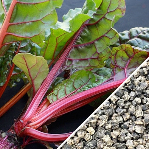 Swiss Chard Magenta Sunset seeds from SeedsNow, showing vibrant pink and green leafy Swiss Chard plant ready for planting.