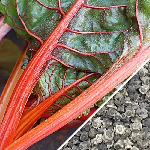 Ruby Red Swiss Chard seeds from SeedsNow, showing vibrant seed packets for planting Swiss Chard in your garden.