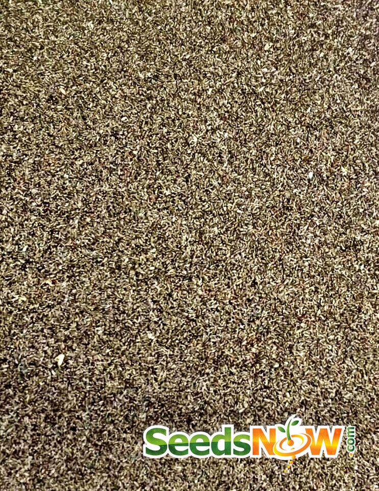 Tarragon seeds from SeedsNow, small brown seeds for growing fresh tarragon herb in garden or containers.