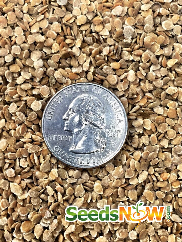 Fresh Abraham Lincoln indeterminate tomato seeds from SeedsNow, showing healthy seed packets for planting.