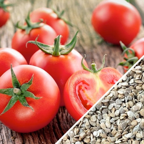 Ace 55 Tomato seeds with fresh medium red tomatoes and a seed close-up