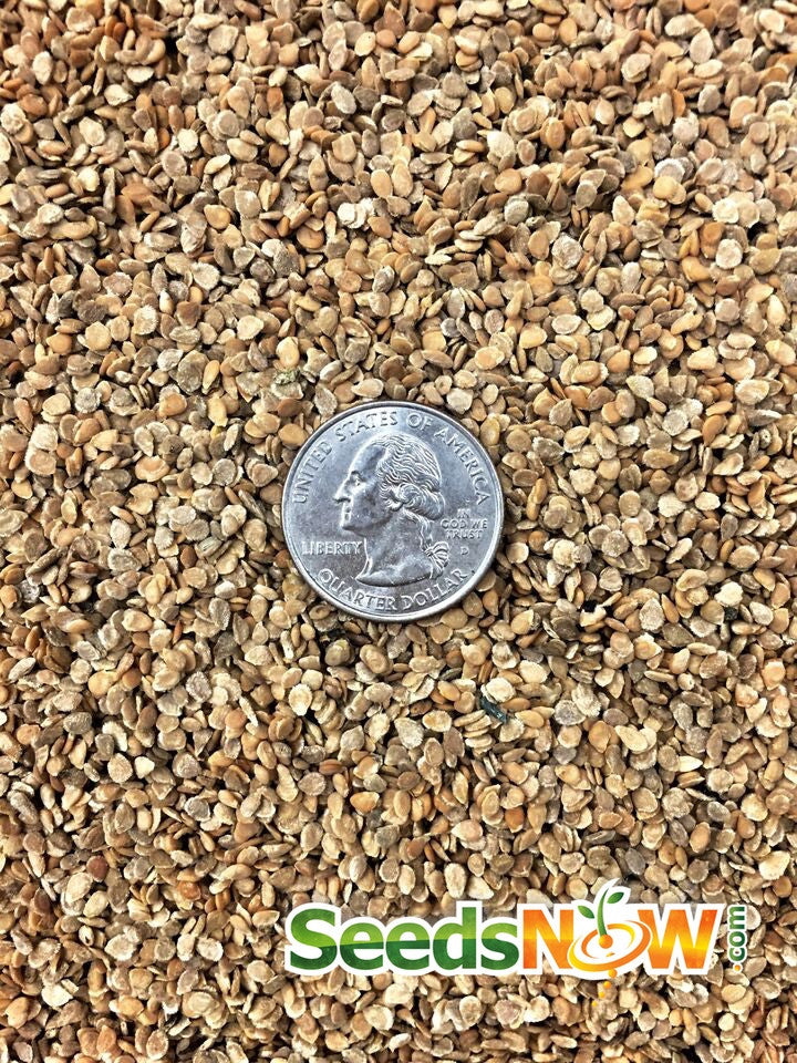 Ace 55 Tomato seeds with US quarter for size comparison