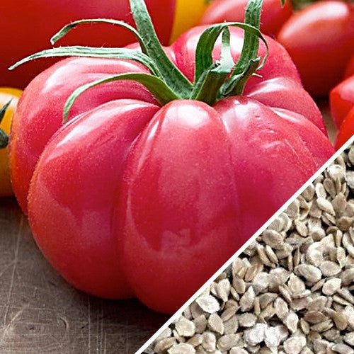 Pink Beefsteak indeterminate tomato seeds from SeedsNow, showcasing vibrant pink tomato seeds on a white background.