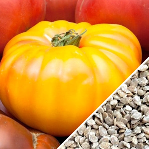 Yellow Beefsteak indeterminate tomato seeds from SeedsNow, showing vibrant yellow tomato seeds ready for planting.