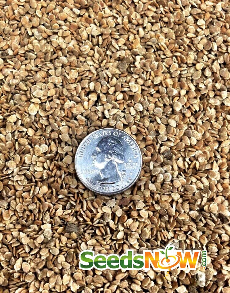 Bonny Best Tomato seeds with US quarter for size comparison on SeedsNow background