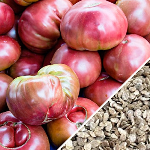 Cherokee Purple indeterminate tomato seeds from SeedsNow, showing dark purple heirloom tomato seeds on a white background.