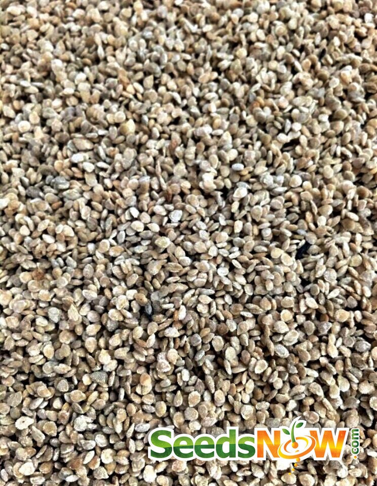 Close-up of Black Cherry Tomato seeds from SeedsNow.com