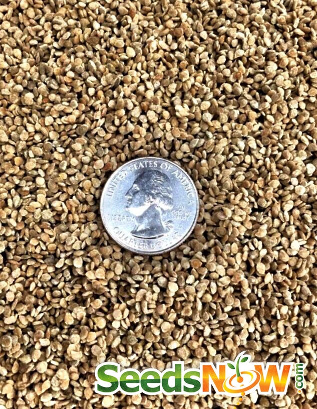 Black Cherry Tomato seeds with US quarter coin for size comparison