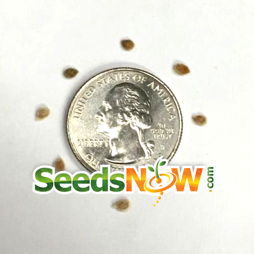 Cherry tomato seeds arranged around a U.S. quarter coin showing size comparison