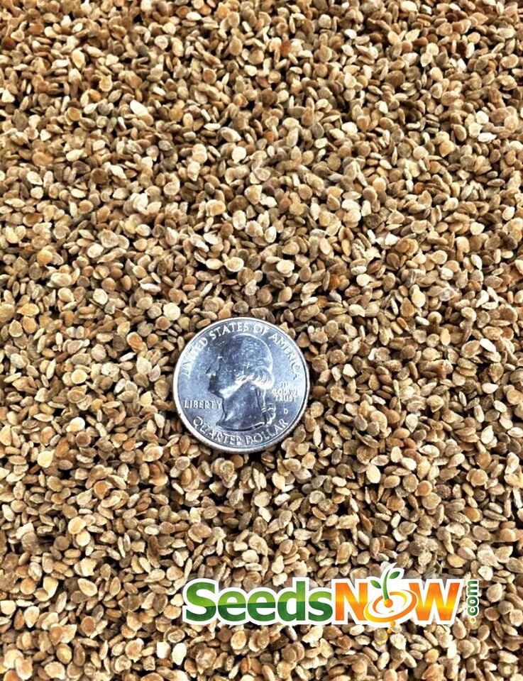 Close-up of large red cherry tomato seeds with a US quarter for size comparison and SeedsNow logo