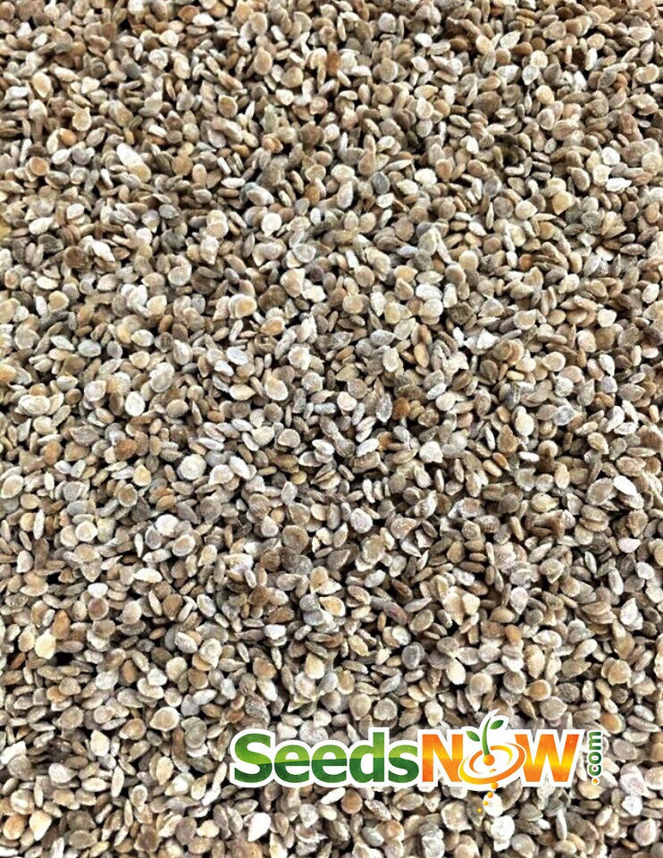 Close-up of large red cherry tomato seeds for planting from SeedsNow.com