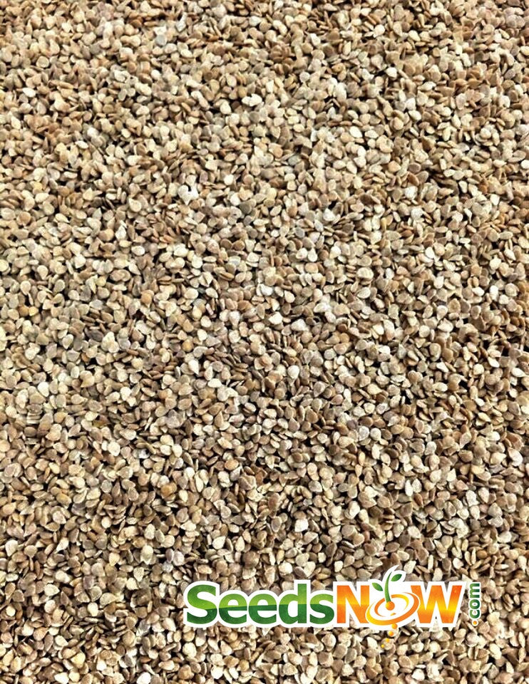 White cherry tomato seeds from SeedsNow, indeterminate variety, showing fresh seed packets for planting.
