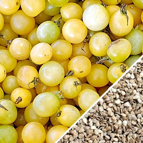 White cherry tomato indeterminate seeds from SeedsNow, showing small round white tomato seeds on a white background.