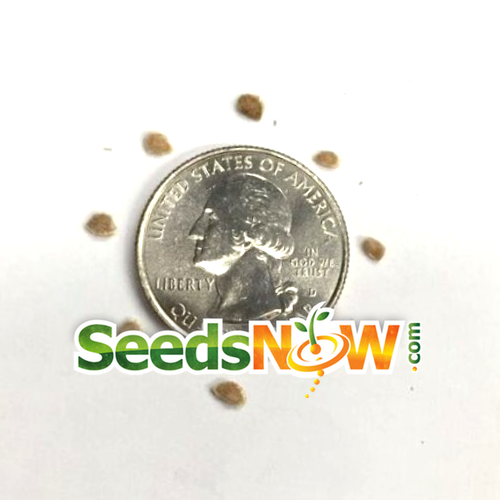 Indeterminate Creole tomato seeds from SeedsNow, showing vibrant tomato seeds ready for planting.