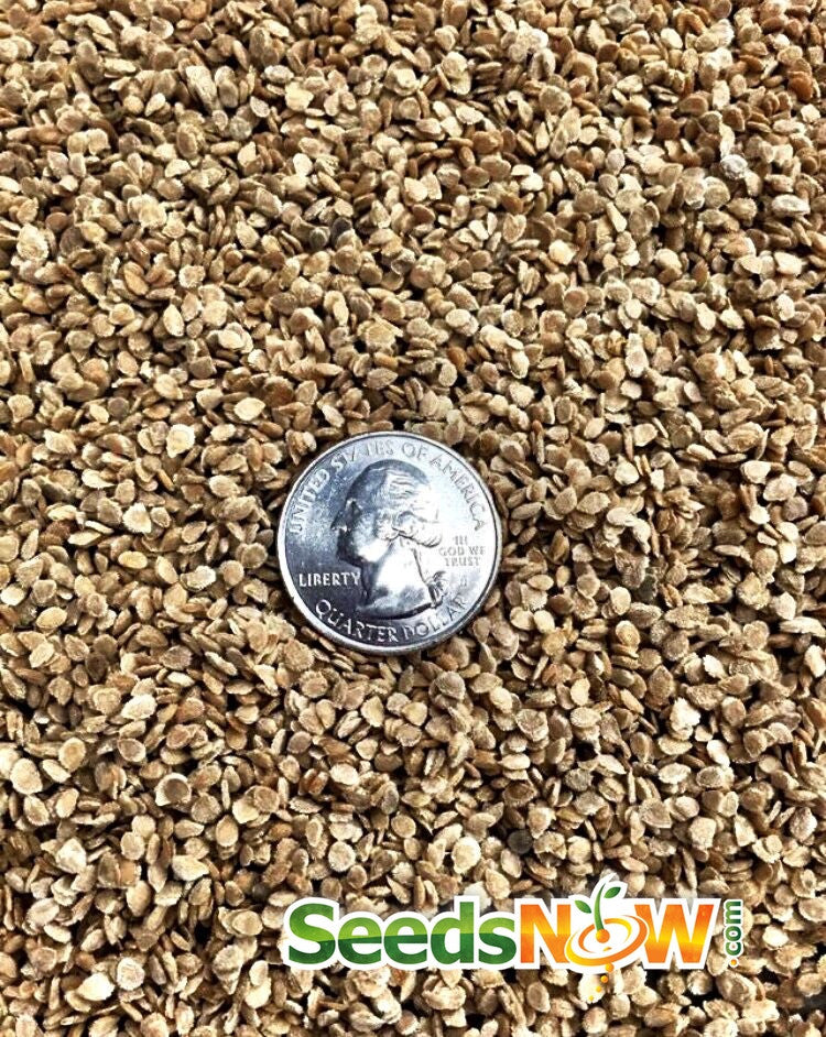 Healthy indeterminate Creole tomato seeds from SeedsNow, ready for planting in vegetable gardens.