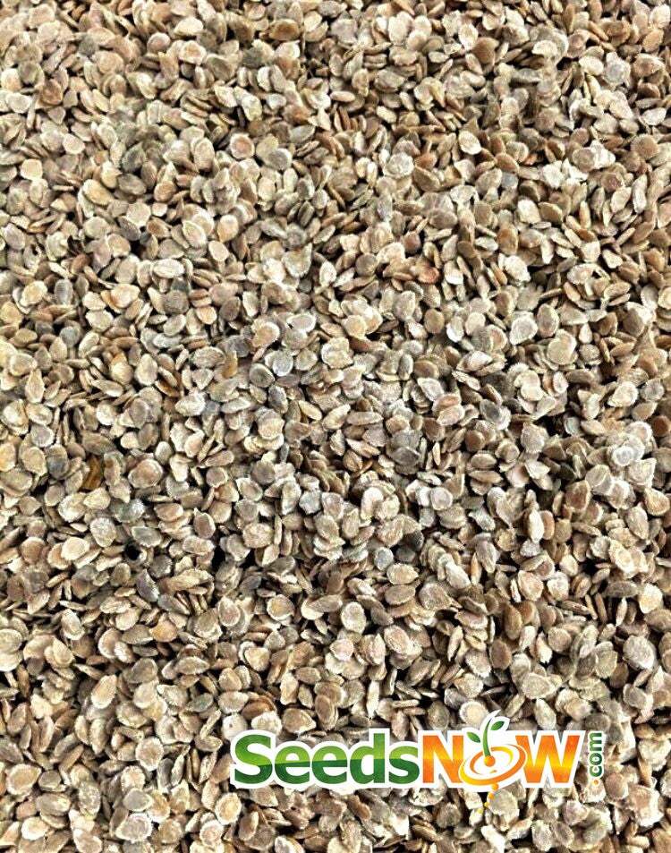 Close-up of dry Tomato Floradade seeds scattered densely with SeedsNow logo at the bottom