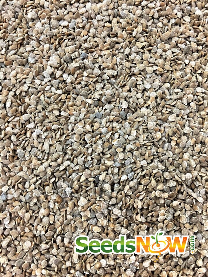 Close-up of Gardener's Delight indeterminate tomato seeds from SeedsNow, showing small seed packets on a white background.