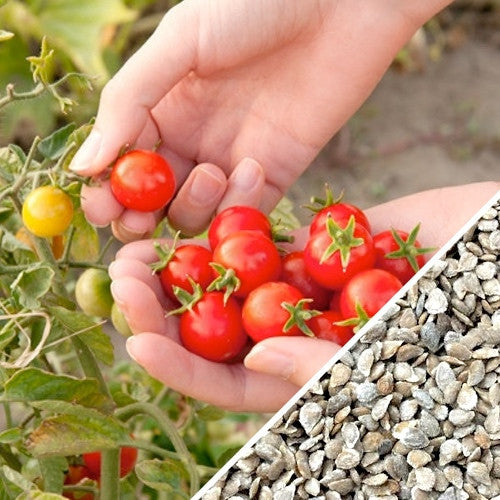 Indeterminate Gardener's Delight tomato seeds by SeedsNow, showing vibrant tomato seed packets with colorful label design.