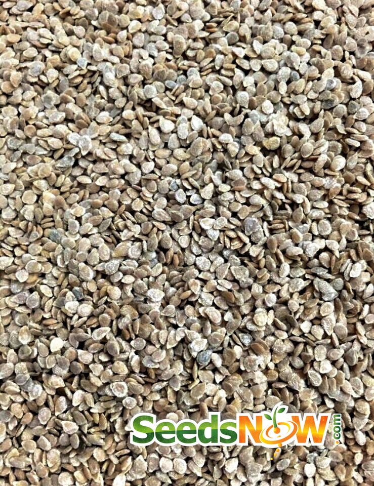 Golden Sunray indeterminate tomato seeds from SeedsNow, showcasing vibrant, ripe tomato fruits and green foliage.