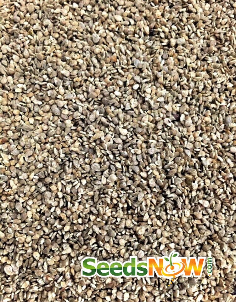 Green Grape Tomato seeds from SeedsNow, indeterminate variety, showing small green grape-shaped tomatoes and seed packet.