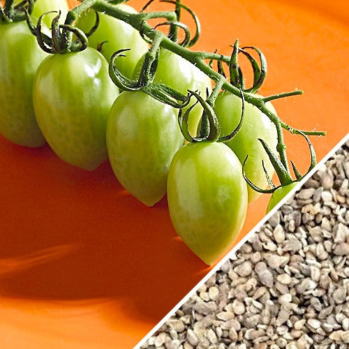 Green Grape Tomato seeds from SeedsNow, showing small, vibrant green grape-shaped tomato seedlings and seed packets.