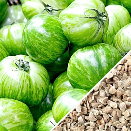Green striped Zebra tomato seeds from SeedsNow, showing mature semi-determinate tomato with distinctive green and white stripes.