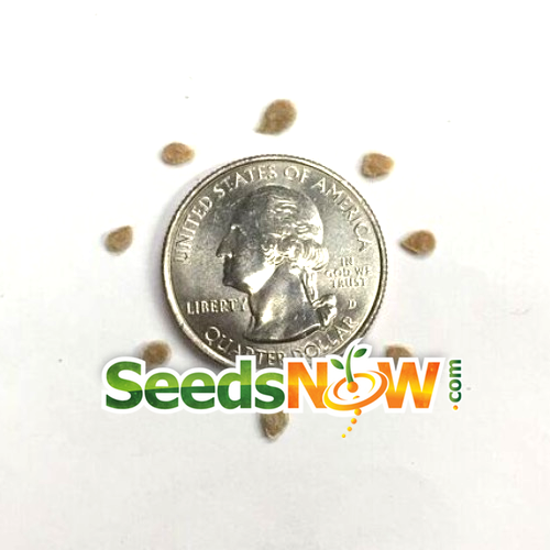 Rainbow Heritage Mix indeterminate tomato seeds from SeedsNow, showcasing colorful heirloom tomato varieties.