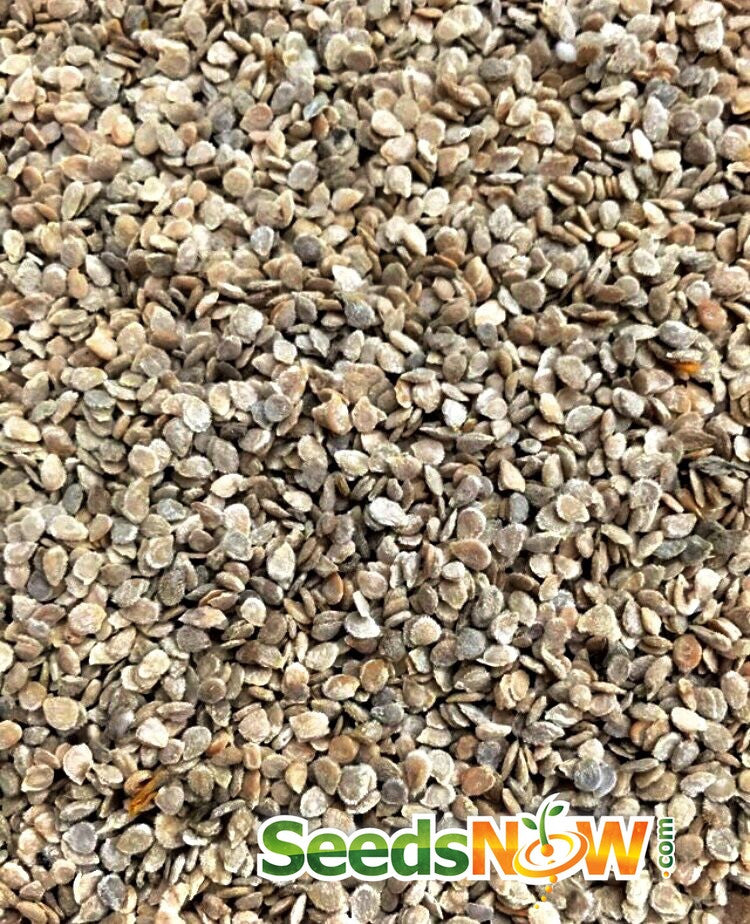 Heritage Rainbow Mix indeterminate tomato seeds from SeedsNow, showcasing colorful heirloom tomato varieties in a seed packet.