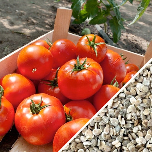 Healthy tomato plant grown from SeedsNow Homestead determinate tomato seeds, showing ripe red tomatoes on the vine.