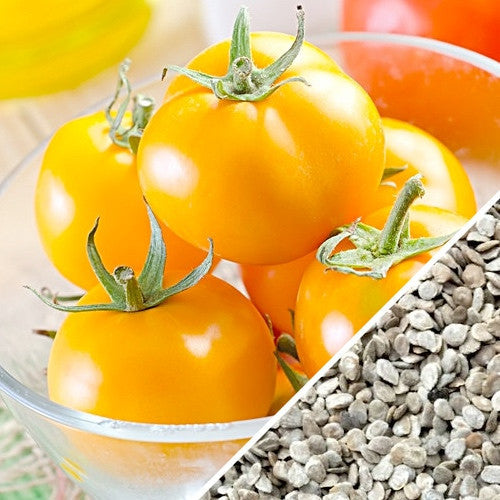 Healthy indeterminate Jubilee tomato plant with ripe red tomatoes on the vine, grown from SeedsNow seeds.