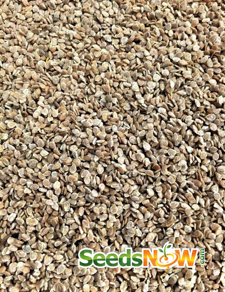 Fresh Manitoba tomato seeds from SeedsNow, featuring vibrant green seedlings ready for planting in a garden.