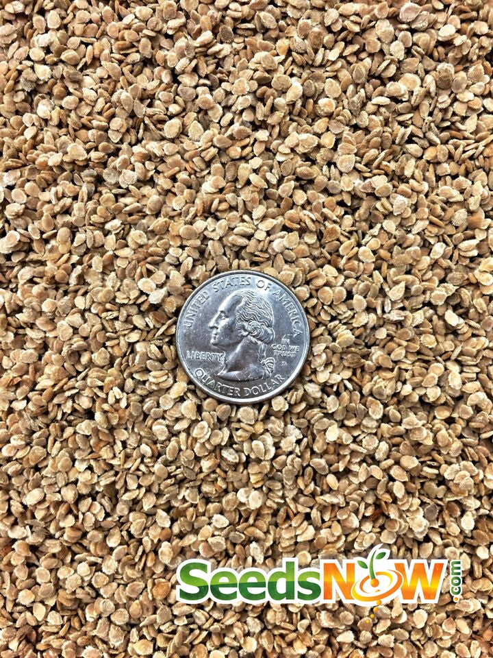 Indeterminate Marglobe Supreme tomato seeds from SeedsNow, showing small seeds with a reddish-brown color and textured surface.