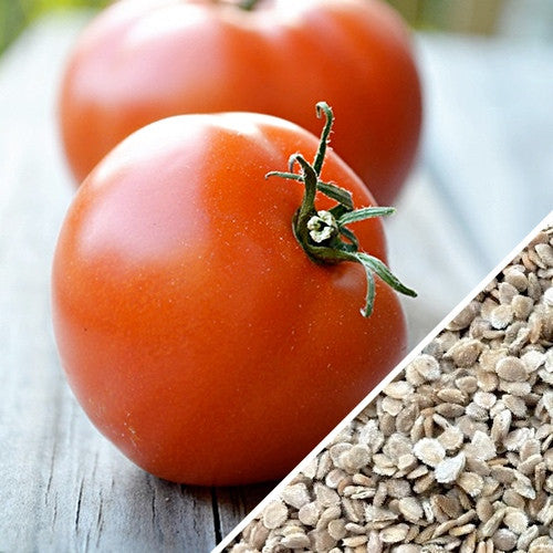 Indeterminate Marglobe Supreme tomato seeds from SeedsNow, showing healthy seed packets for planting and gardening.