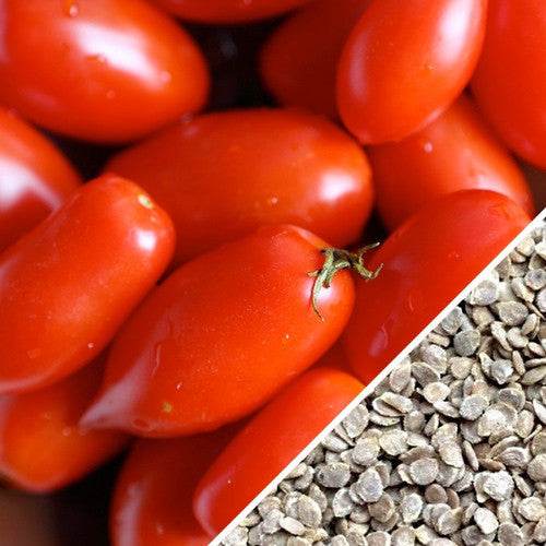 Rio Grande Tomato Seeds (Determinate) | Close-up of Rio Grande tomato fruits with seeds, bright red plum-shaped tomatoes perfect for sauces and pico de gallo