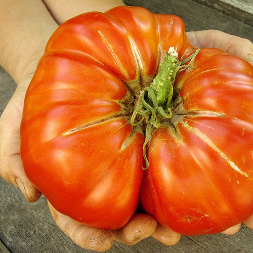 Tomato Delicious Seeds | HUGE, Juicy, and Extra-Large 2-3 lb Fruits